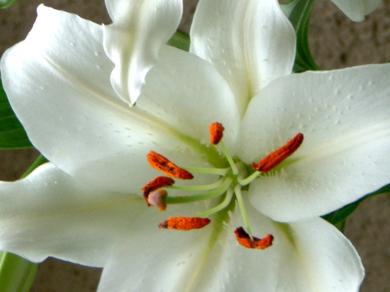 オリエンタルハイブリッド Lilium Oriental Hybrids かぎけん花図鑑