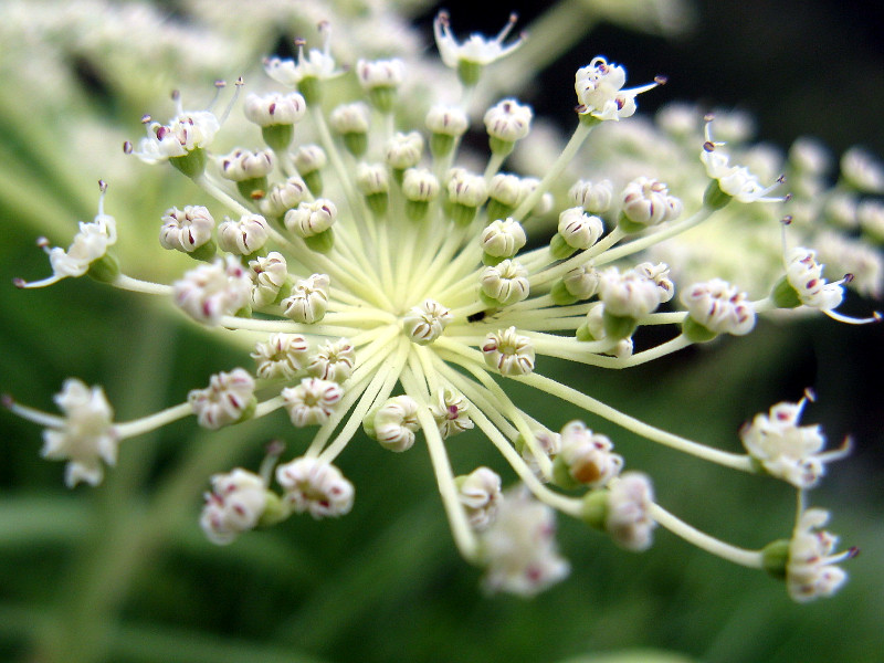 シシウド Angelica Pubescens かぎけん花図鑑