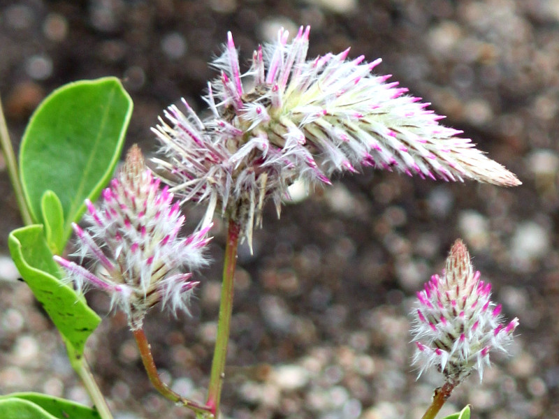 august pink flowers