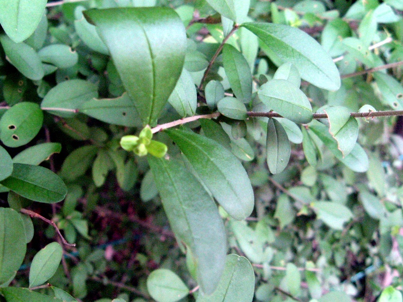 Wax privet