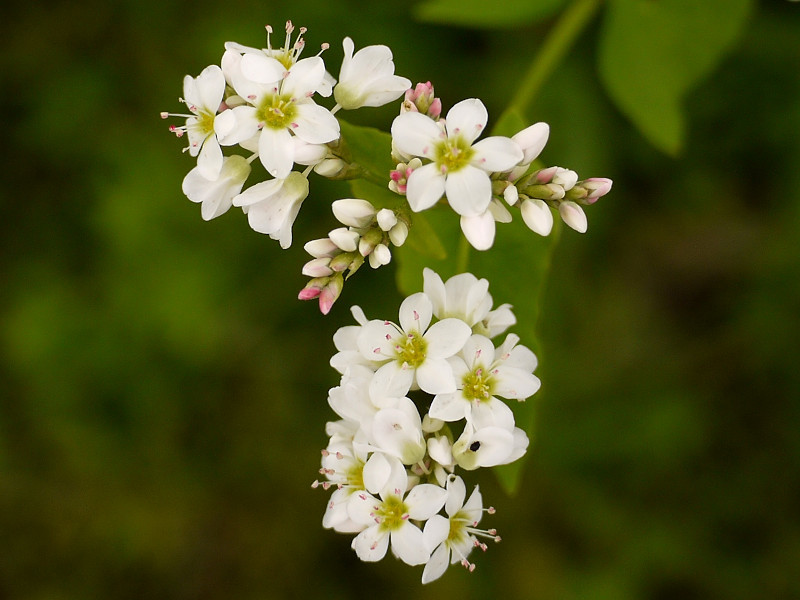 ソバ Fagopyrum Esculentum かぎけん花図鑑