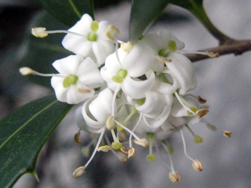 柊树 Osmanthus Heterophyllus 科技研花图画书