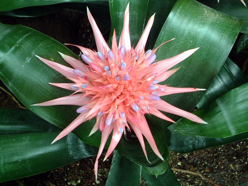 エクメア ファスキアタ Aechmea Fasciata かぎけん花図鑑