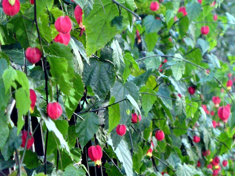 Abutilon