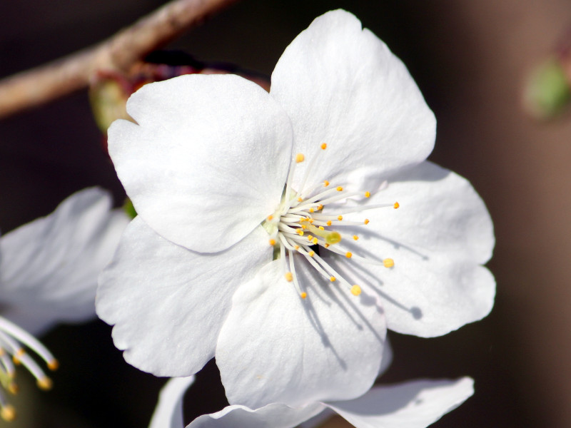 冬桜のブログ