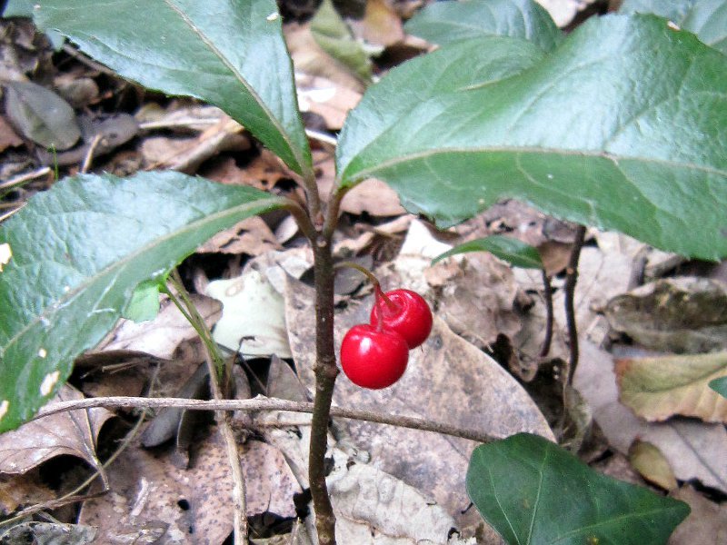 Ardisia japonica