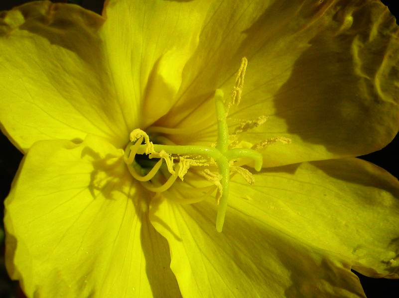 Evening primrose