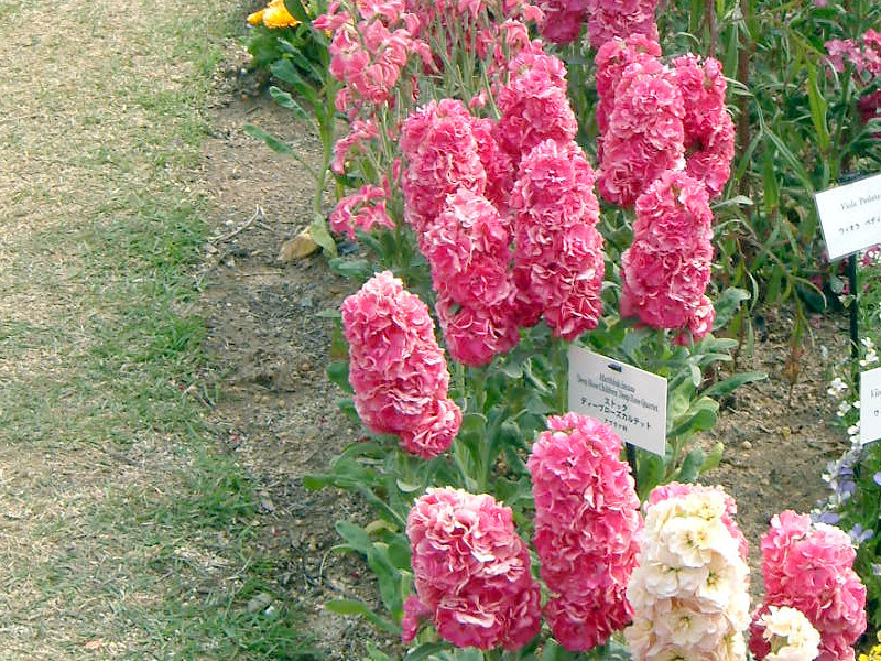 Stock 'Deep Rose Quartet'