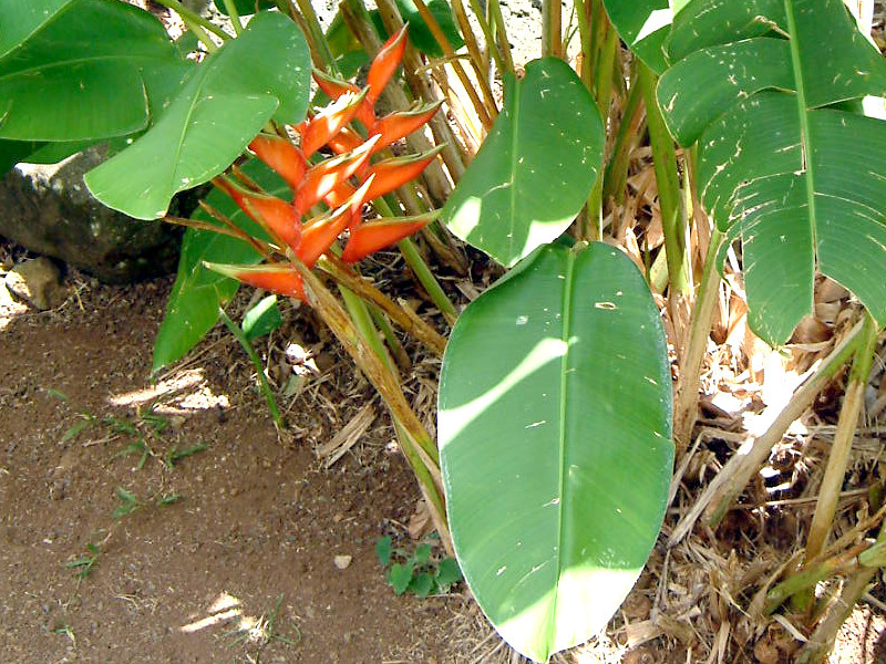 ヘリコニア ビハイ ロブスター クロウ Heliconia Bihai Cv Lobster Claw かぎけん花図鑑