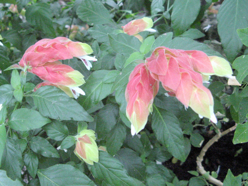 Mexican Shrimp Plant Justicia Brandegeeana Flower Database