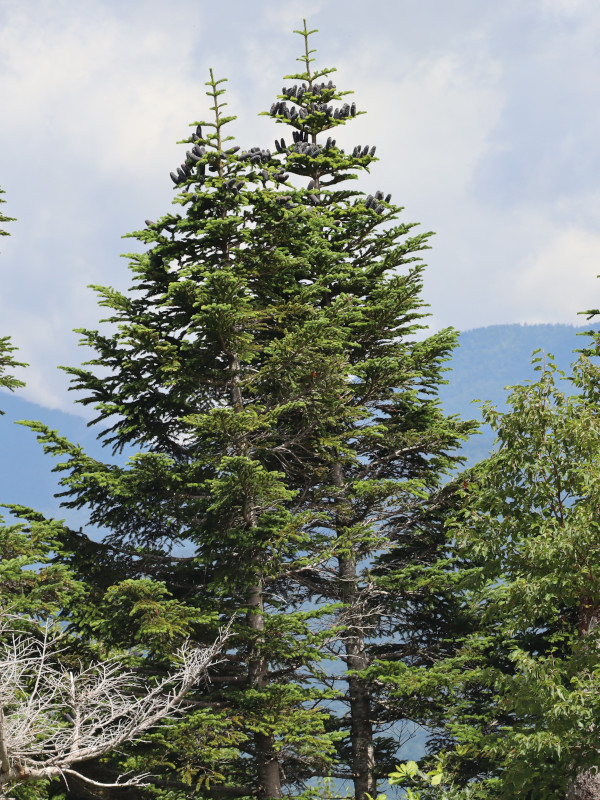 Abies mariesii