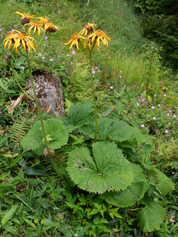 Ligularia dentata