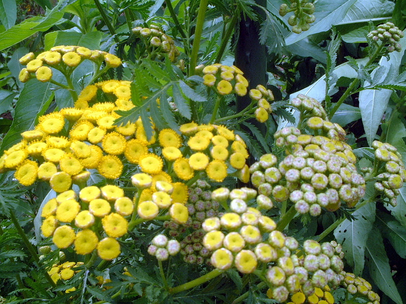 ヨモギギク Tanacetum Vulgare かぎけん花図鑑