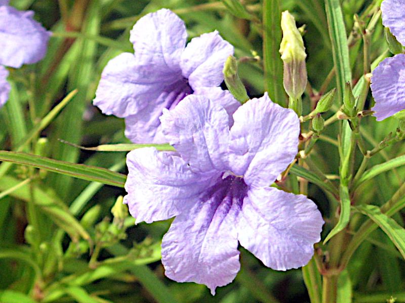 Ruellia simplex