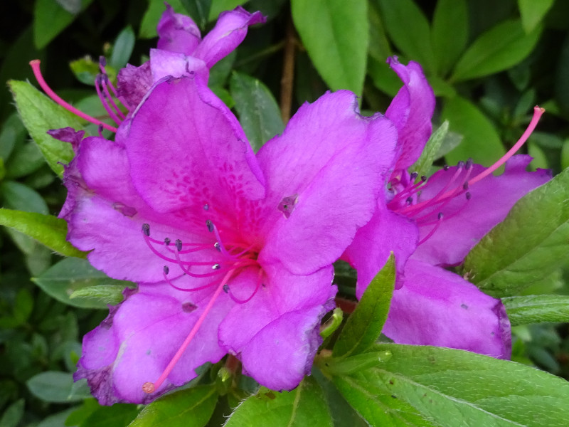 オオムラサキ Rhododendron Pulchrum Cv Oh Murasaki かぎけん花図鑑