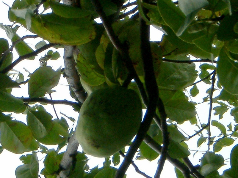 カリン Pseudocydonia Sinensis かぎけん花図鑑