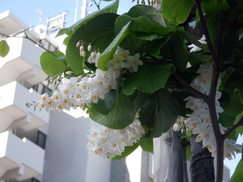 Styrax obassia