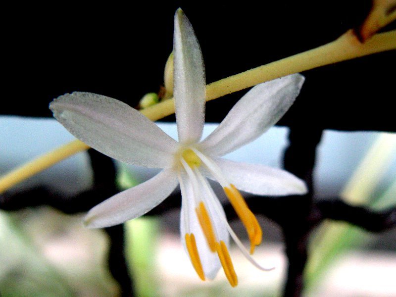 纸鹤兰花 Chlorophytum Comosum 科技研花图画书