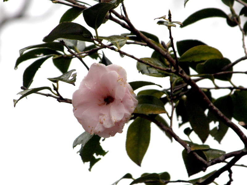 椿 三浦乙女 | Camellia japonica 'miura-otome' | かぎけん花図鑑 椿 三浦乙女 | Camellia japonica 'miura-otome' | かぎけん花図鑑