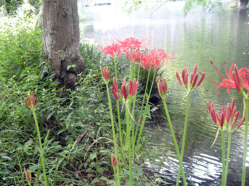 Lycoris