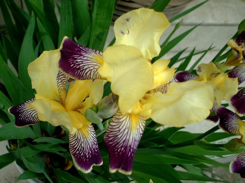 German Iris