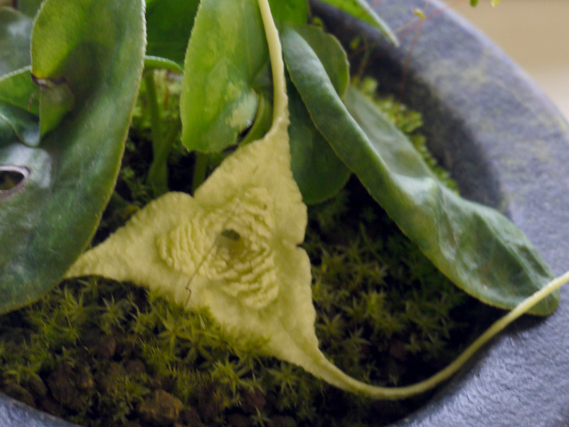 Asarum minamitanianum