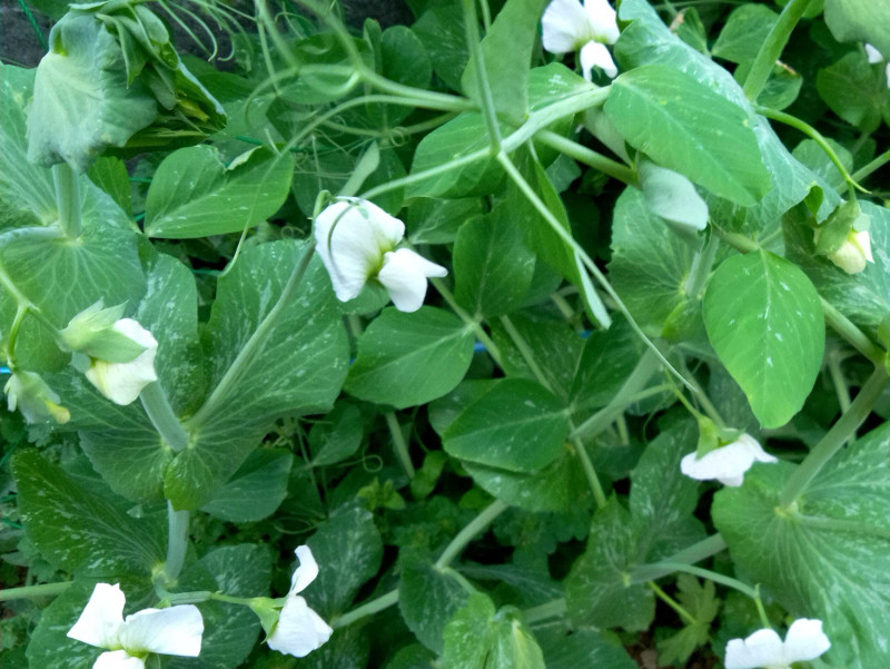 sugar snap pea