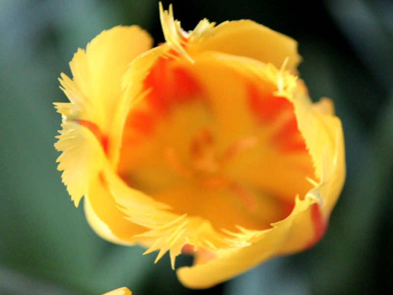 Tulipa lambada