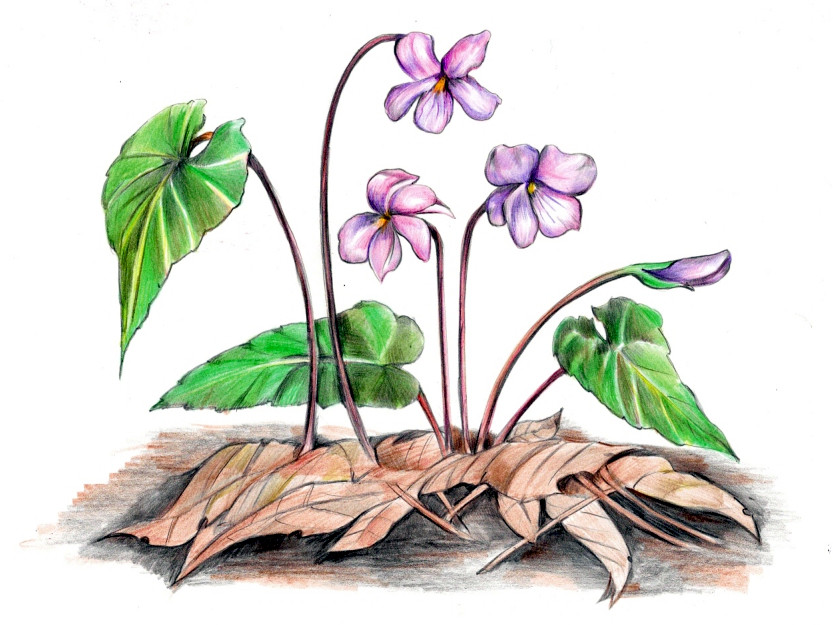 紫背堇菜