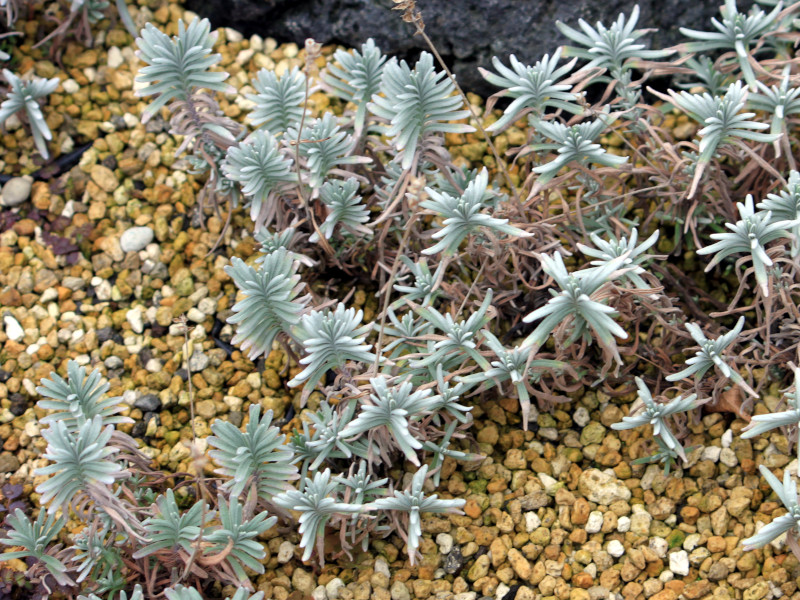 English Lavender