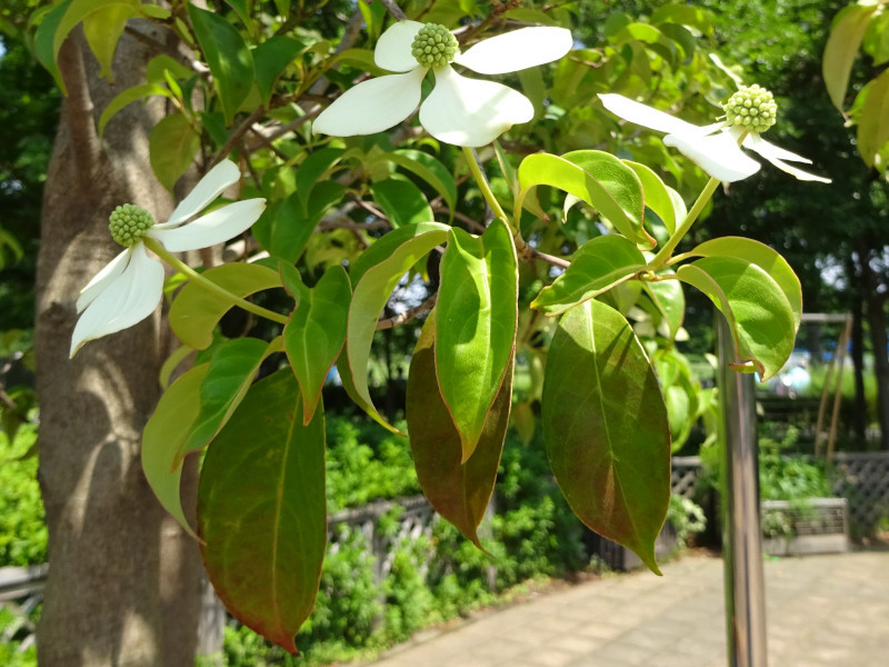 四照花 Benthamidia Japonica 科技研花图画书