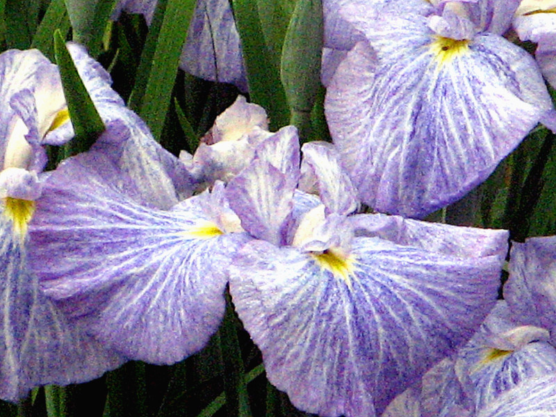 Japanese Iris 'Shiraito no taki'