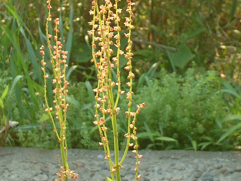 Rumex acetosa