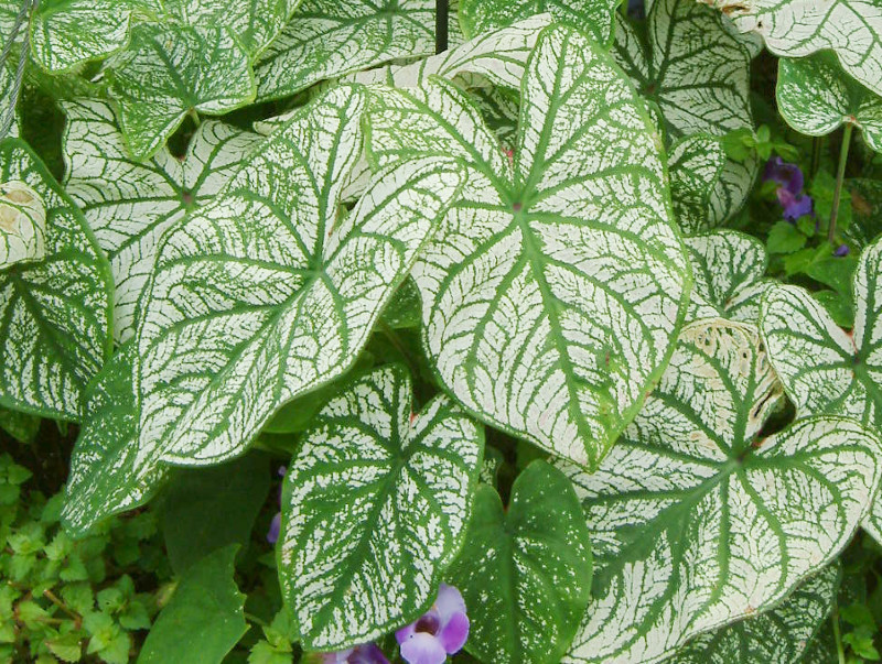 Caladium