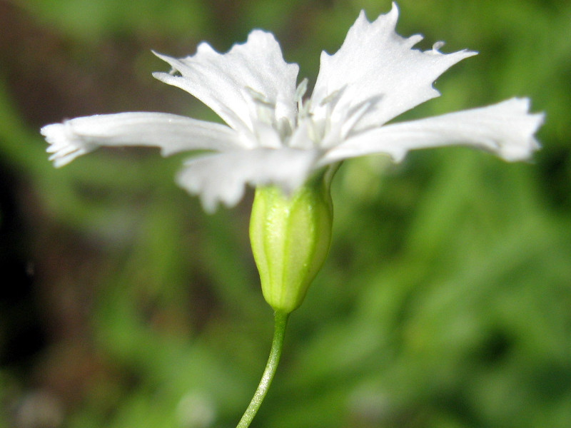 剪秋罗 Lychnis Gracillima 科技研花图画书