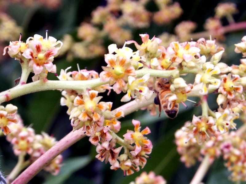 マンゴー Mangifera Indica L かぎけん花図鑑