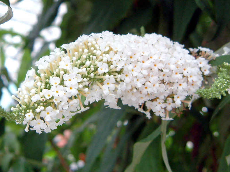 Buddleja 