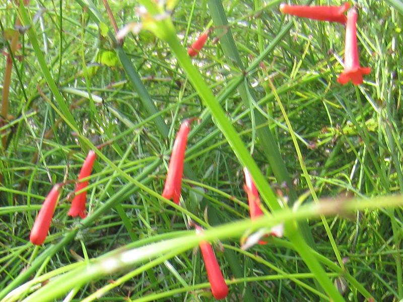 Coral plant