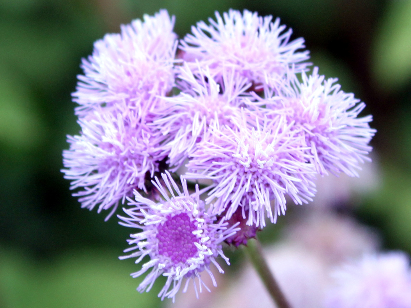 アゲラタム Ageratum Houstonianum かぎけん花図鑑