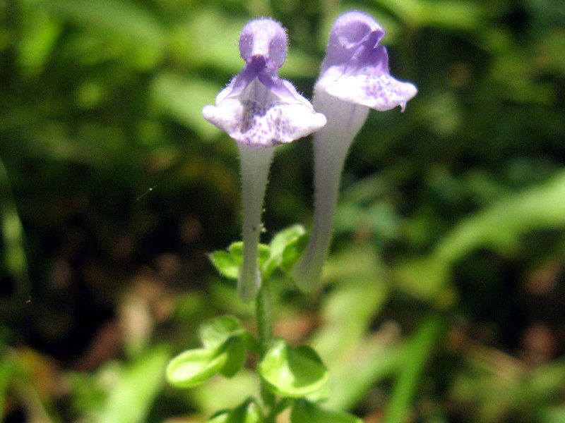 Small-leaved Scutellaria indica