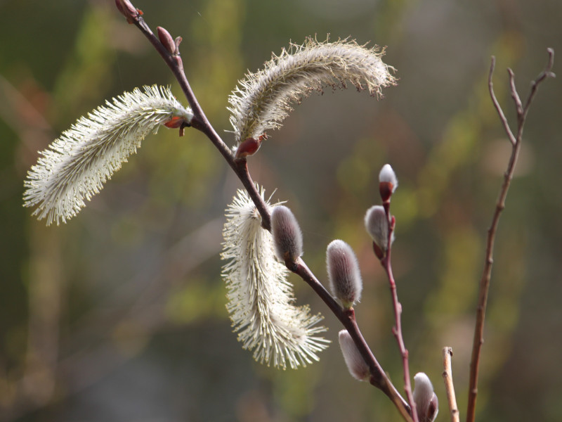 细柱柳 Salix Gracilistyla 科技研花图画书