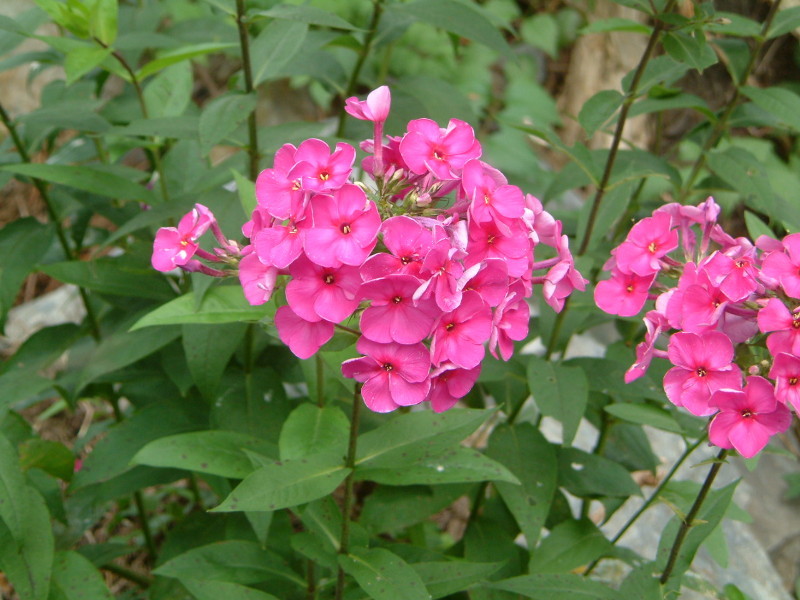 フロックス パニキュラータ Phlox Paniculata かぎけん花図鑑