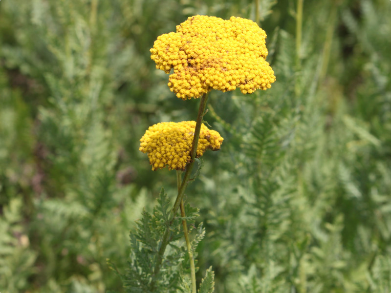 Achillea alpina