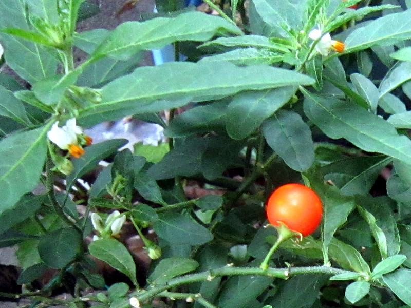 Jerusalem cherry