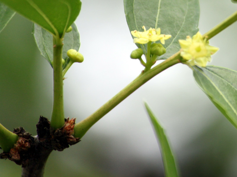 ナツメ Ziziphus Jujuba かぎけん花図鑑