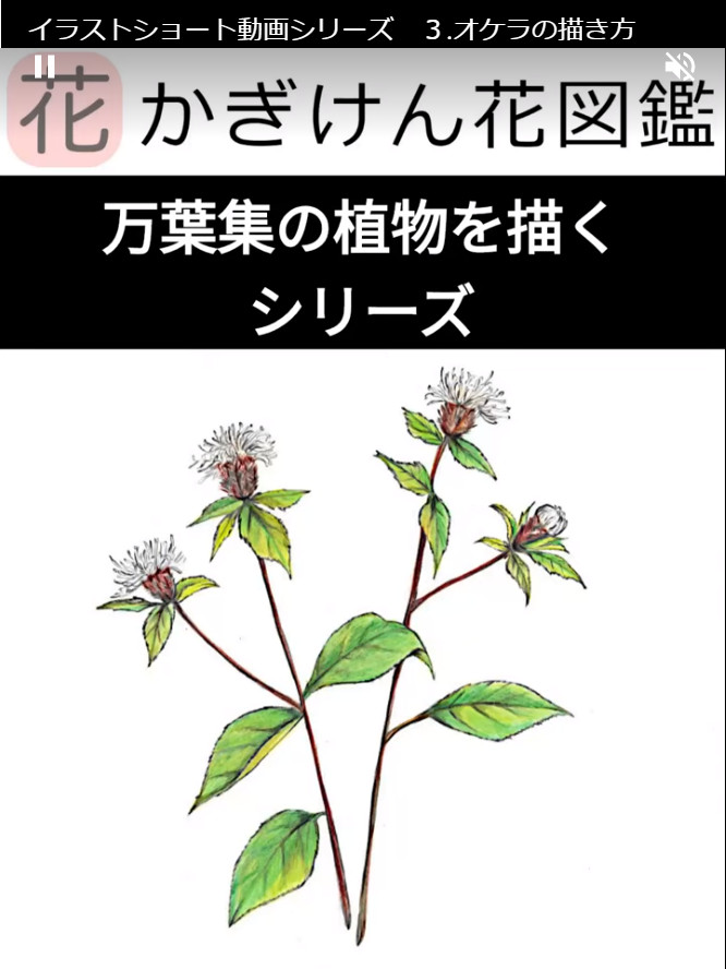 Atractylodes japonica