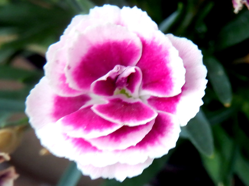 Dianthus 'Miite'