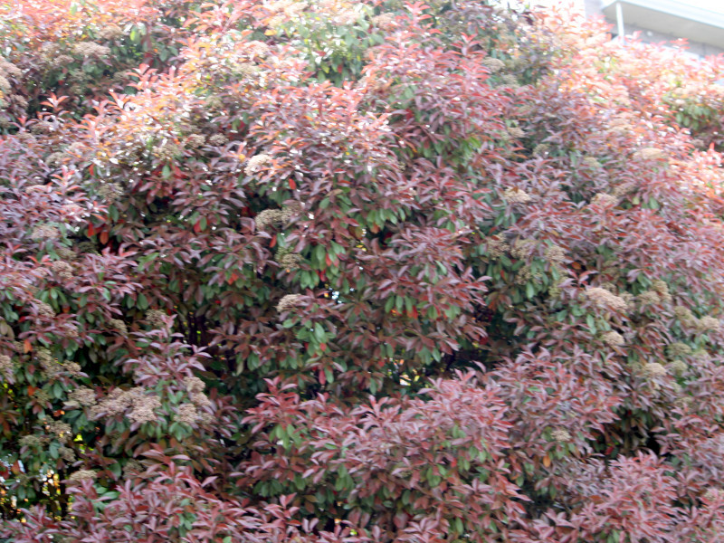 カナメモチ Photinia Glabra かぎけん花図鑑