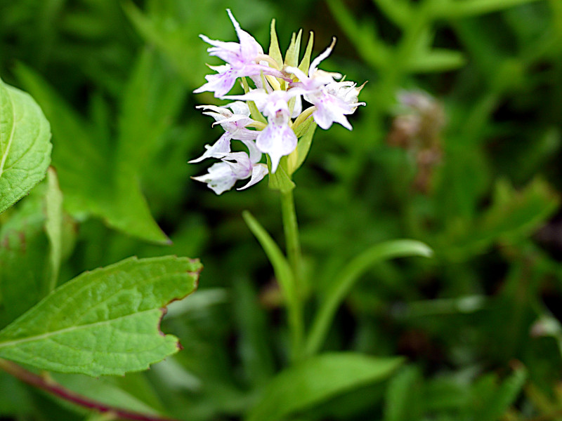 Gymnadenia camtschatica