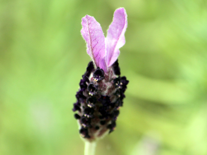 フレンチラベンダー Lavandula Stoechas かぎけん花図鑑